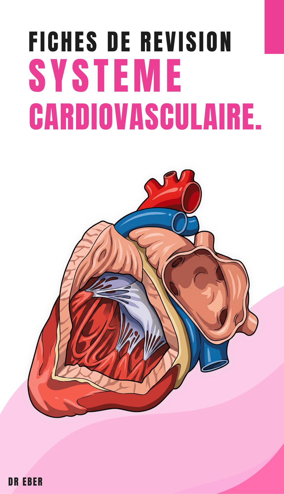 Fiches d'anatomie cardiovasculaire
