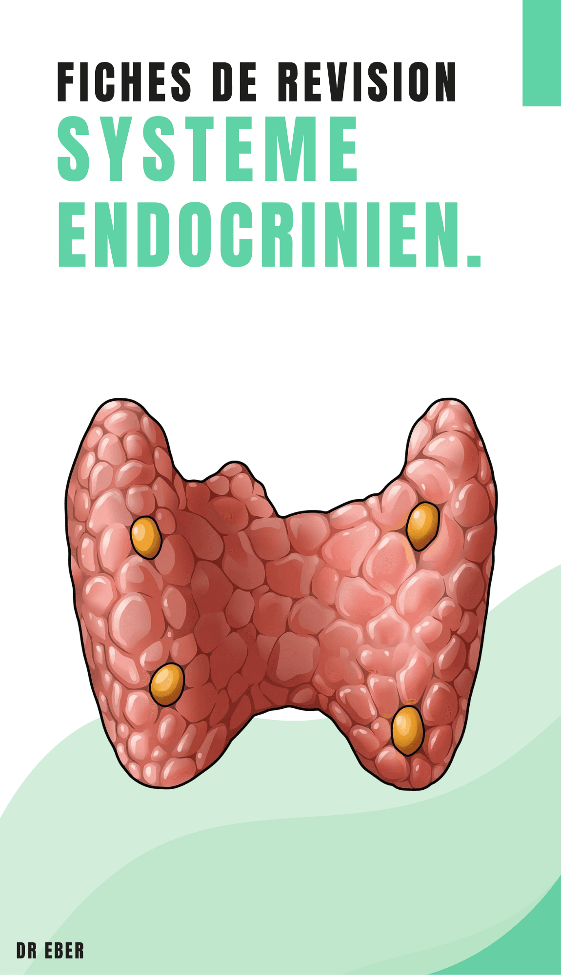 Fiches de révision système endocrinien
