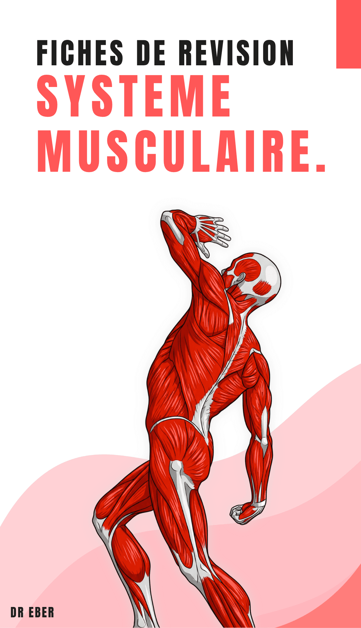 Fiches de révision système musculaire