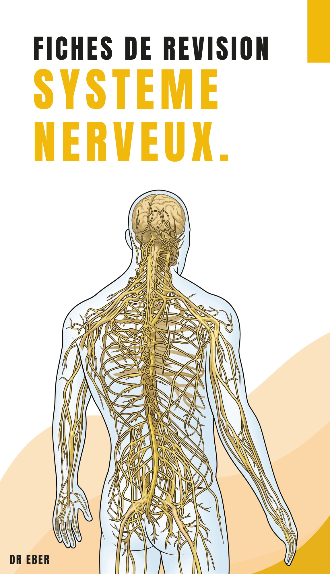 Fiches de neuroanatomie