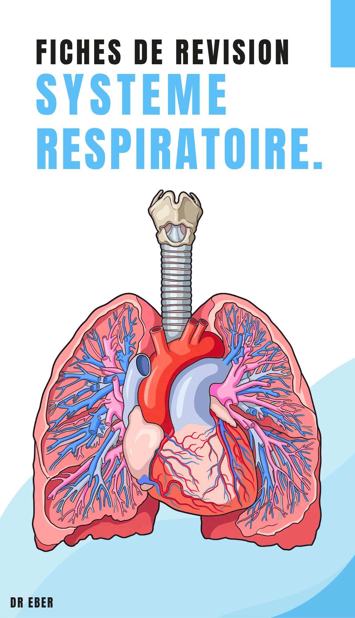 Fiches de révision système respiratoire