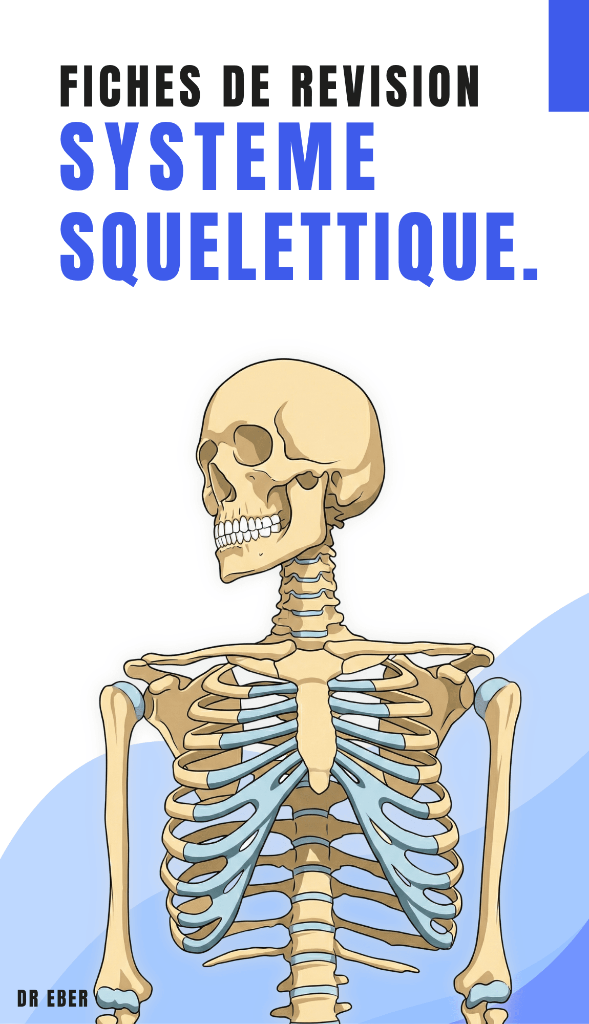 Fiches de révision système squelettique