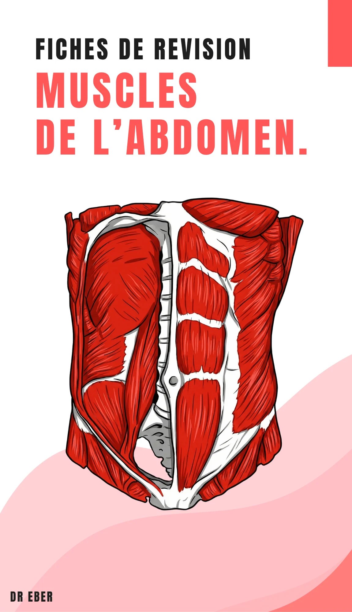 Couverture des fiches muscles de l'abdomen