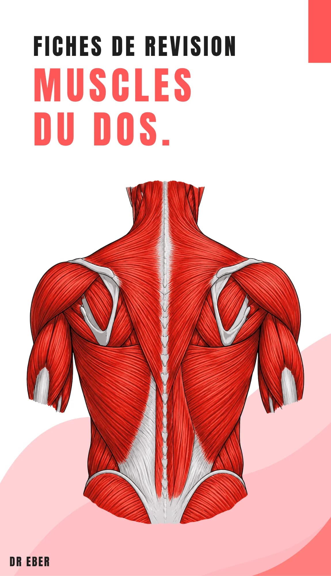 Couverture des fiches muscles du dos