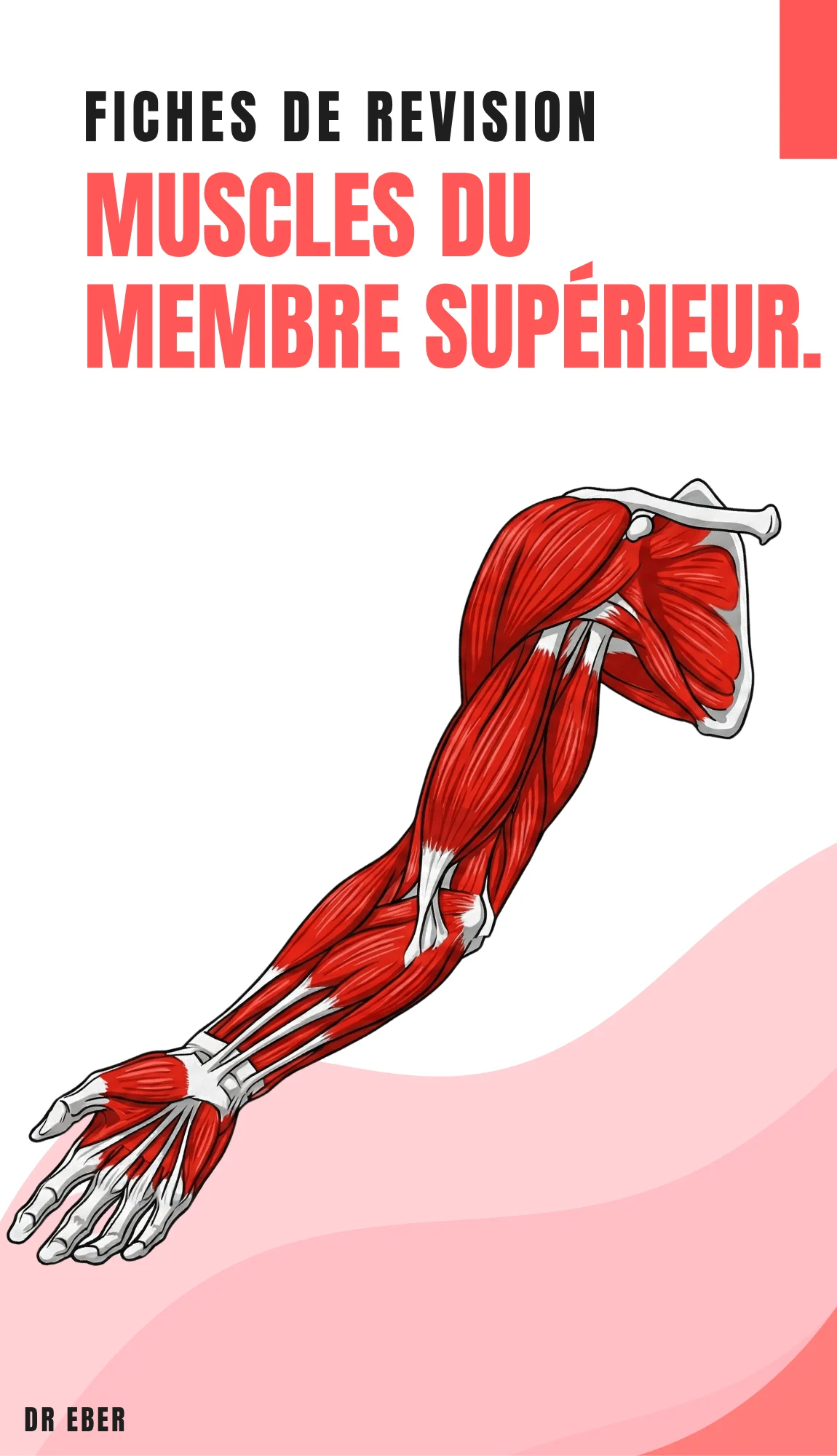 Couverture des fiches muscles du membre supérieur