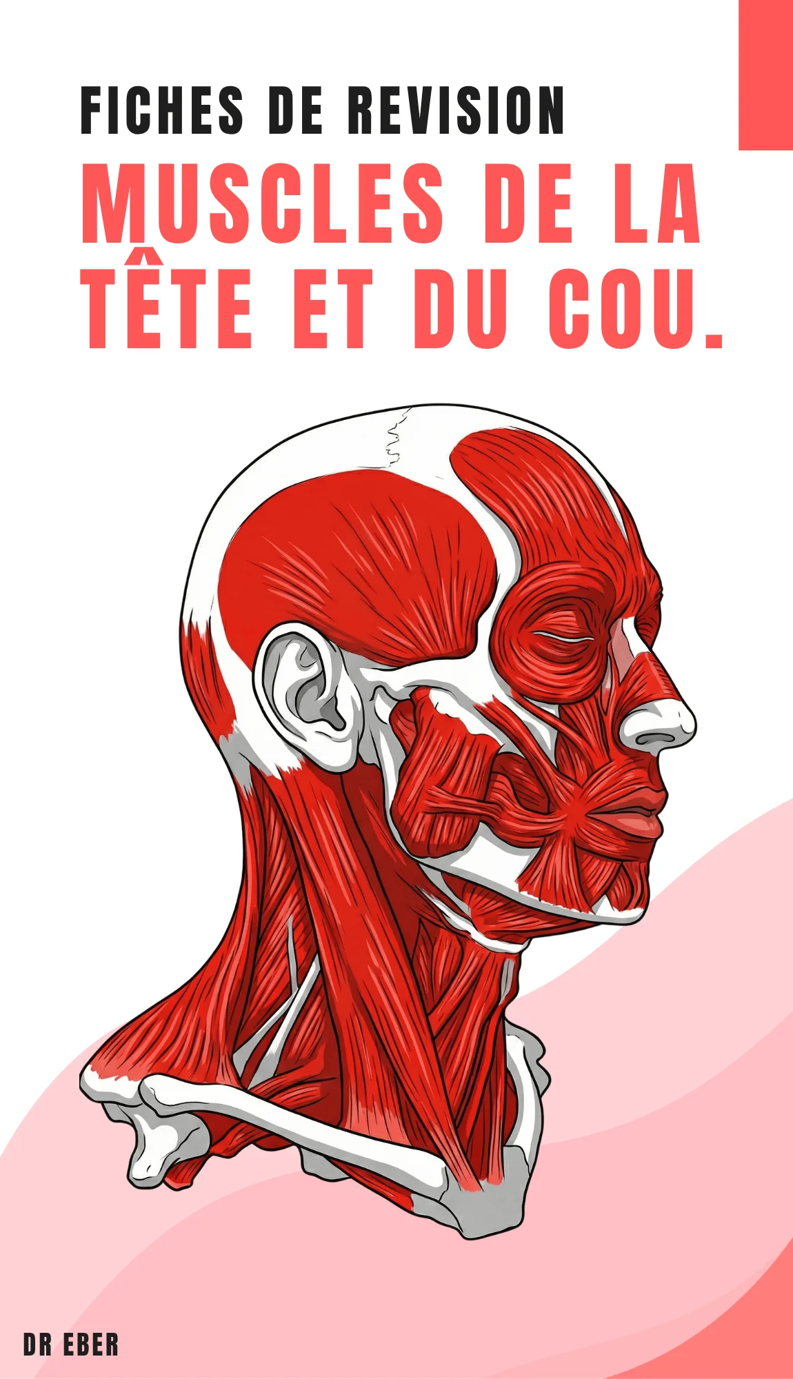 Couverture des fiches muscles de la tête et du cou
