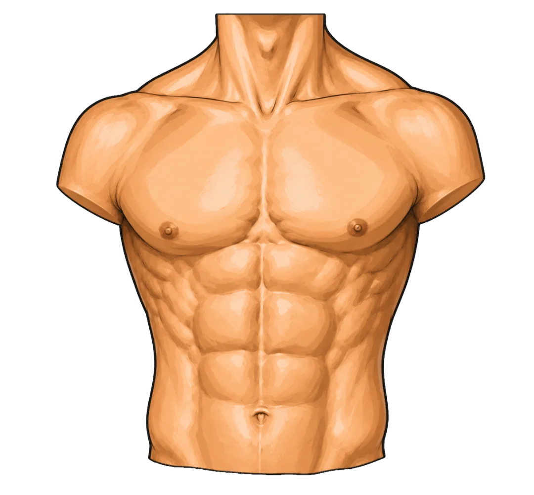 Schéma anatomique de l'abdomen en vue antérieure : paroi musculaire, sangle abdominale et relief des muscles abdominaux
