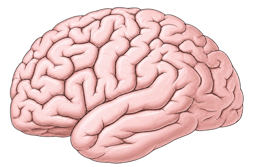 Schéma du cerveau en vue latérale montrant les circonvolutions cérébrales