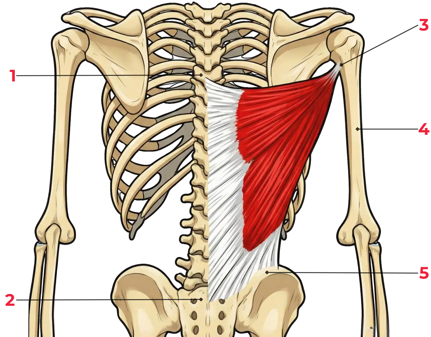 schéma anatomique du **muscle grand dorsal** en vue postérieure montrant sa forme triangulaire et son étendue sur les deux tiers inférieurs du dos