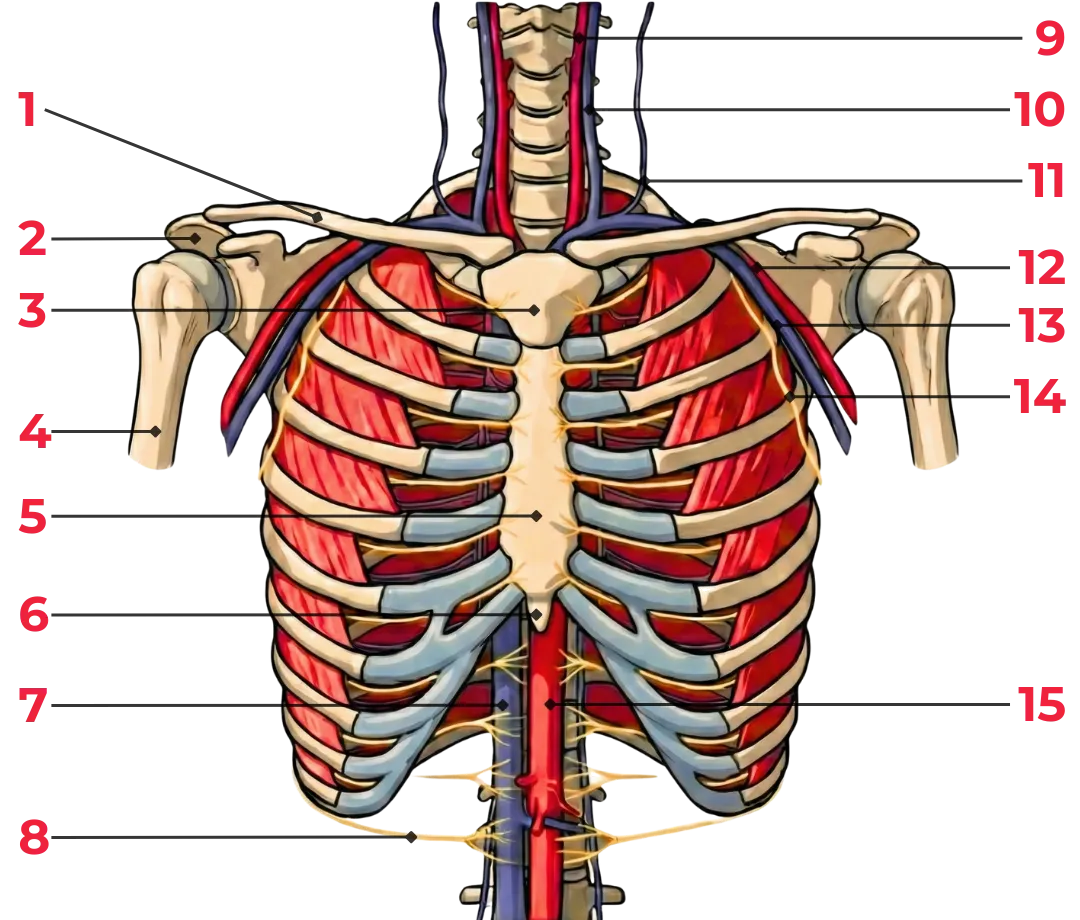 Schéma du **thorax** en vue antérieure montrant le **sternum**, les **côtes**, les cartilages costaux, les **poumons** et le **cœur** au sein de la cage thoracique