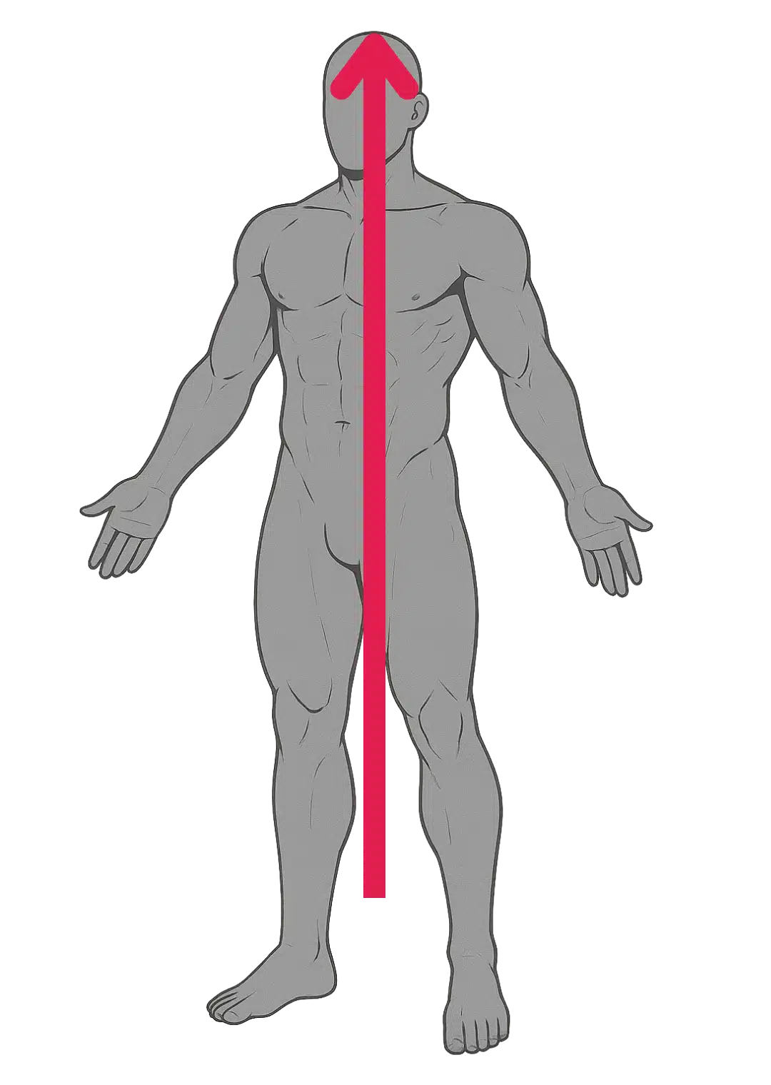 Schéma de l’axe cranio-caudal ou rostro-caudal en anatomie : ligne verticale allant des **pieds** vers la **tête**, perpendiculaire au plan transversal