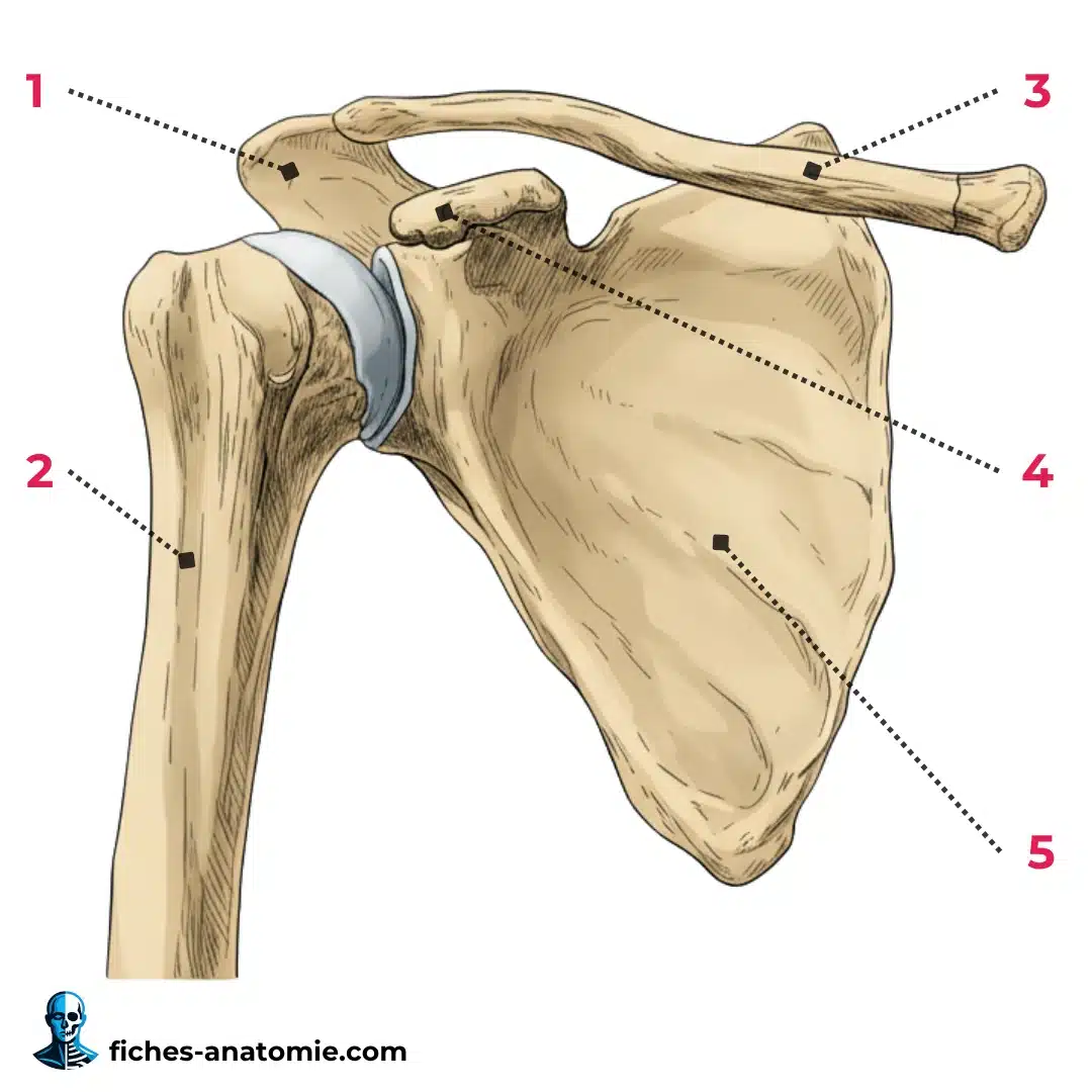 schéma anatomique de la **ceinture scapulaire** avec **clavicule**, **scapula** et **sternum**