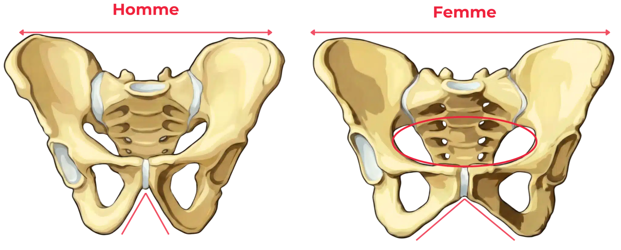 Schéma comparatif du bassin osseux montrant les différences anatomiques entre bassin masculin et bassin féminin : largeur du détroit supérieur, angle sous-pubien, forme du **sacrum** et ouverture pelvienne.
Select 72 more words to run Humanizer.