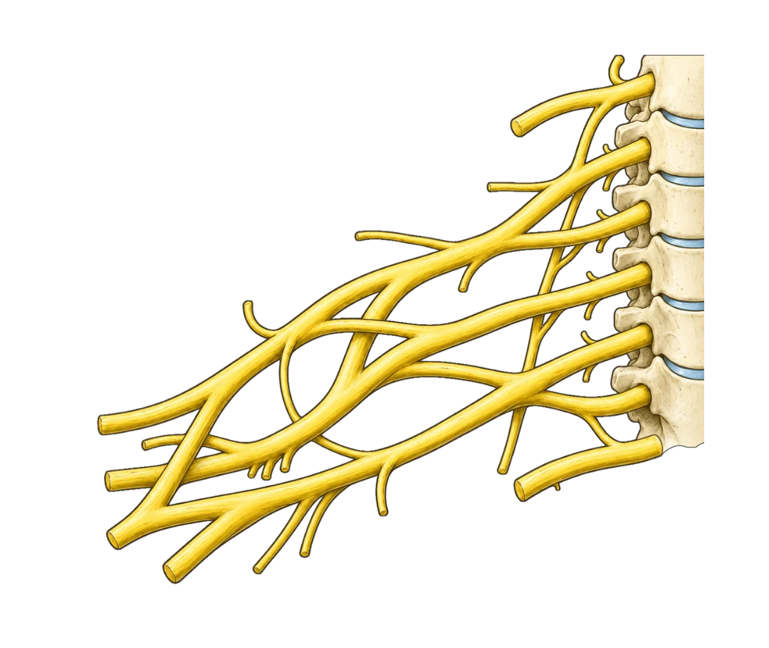 Schéma du **plexus brachial** : racines nerveuses C5 à T1 émergeant des **vertèbres** cervicales et s'entrelaçant pour former le réseau du **plexus brachial**