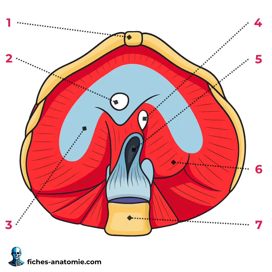 Schéma du **diaphragme** montrant ses insertions sternales, costales, lombaires, le centre tendineux, les orifices principaux et l’innervation phrénique.
