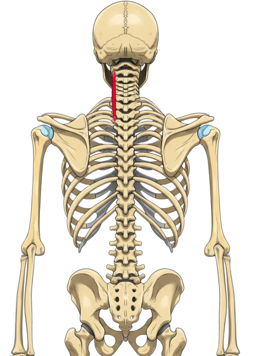 Schéma anatomique du **muscle longissimus** cervicis, reliant les **vertèbres** thoraciques supérieures aux **processus transverses** des **vertèbres** cervicales C2 à C6