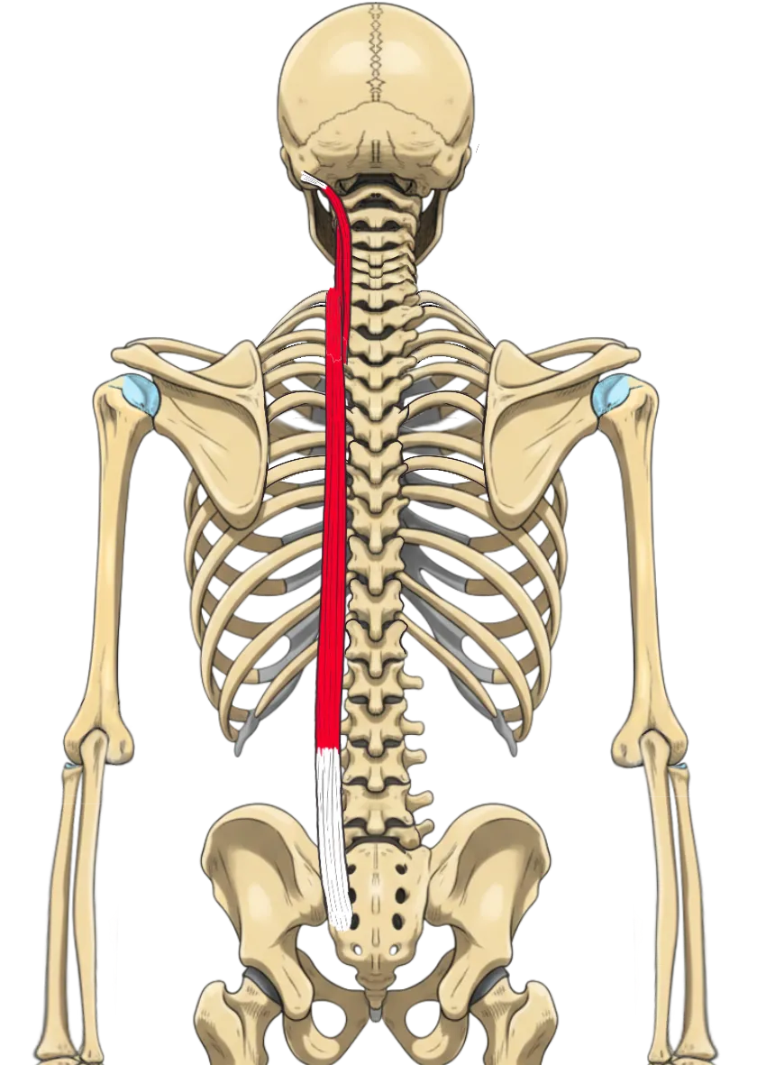 Schéma anatomique du **muscle longissimus**, montrant ses trois faisceaux thoracis, cervicis et capitis, appartenant aux érecteurs du rachis