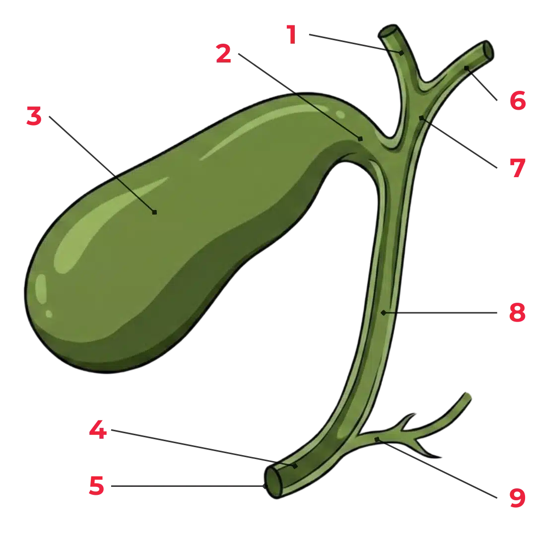 Schéma anatomique des voies biliaires montrant le **foie**, la **vésicule biliaire**, le canal cystique, le canal hépatique commun et le cholédoque.