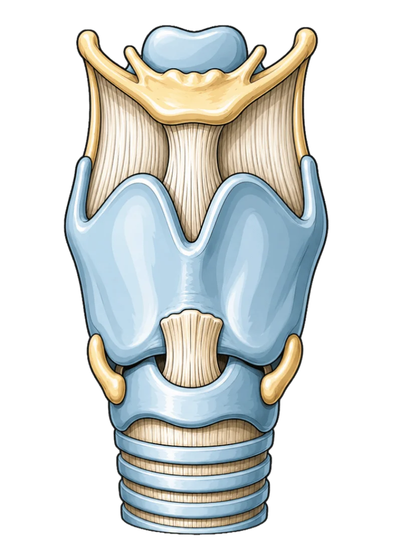 schéma anatomique du larynx en vue antérieure montrant les cartilages thyroïde, cricoïde, épiglotte et trachée